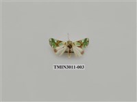 藏品(夜蛾620)的圖片